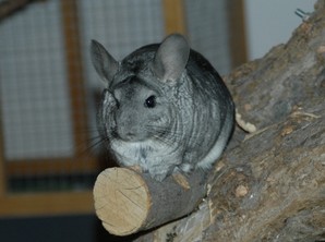 Chinchilla Mäuschen Chinchilla