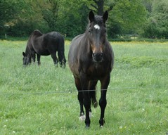 Pferd Siboney Pferd Name Siboney