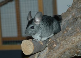 Chinchilla Sandy Chinchilla Name Sandy