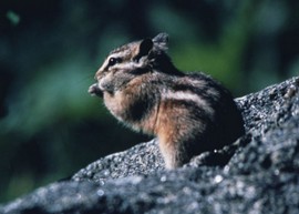 Streifenhörnchen Streifenhörnchen