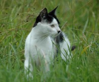 Katze Mamili Katze Name Mamili