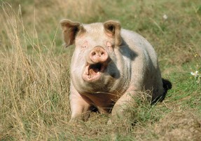 Schwein gähnendes Schwein