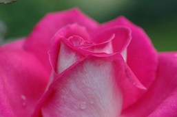 Rose Rose mit Tautropfen