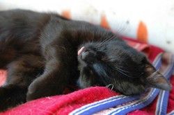 Katze Tantchen Katze Name Tantchen